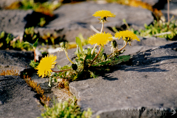 Deceptive Simplicity (19)